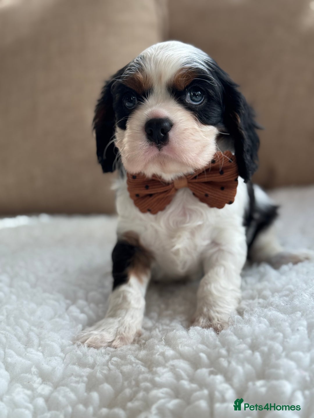 Cavalier King Charles Spaniel dogs for sale: Exstensively Health Tested Cavalier King Charle - Image 6