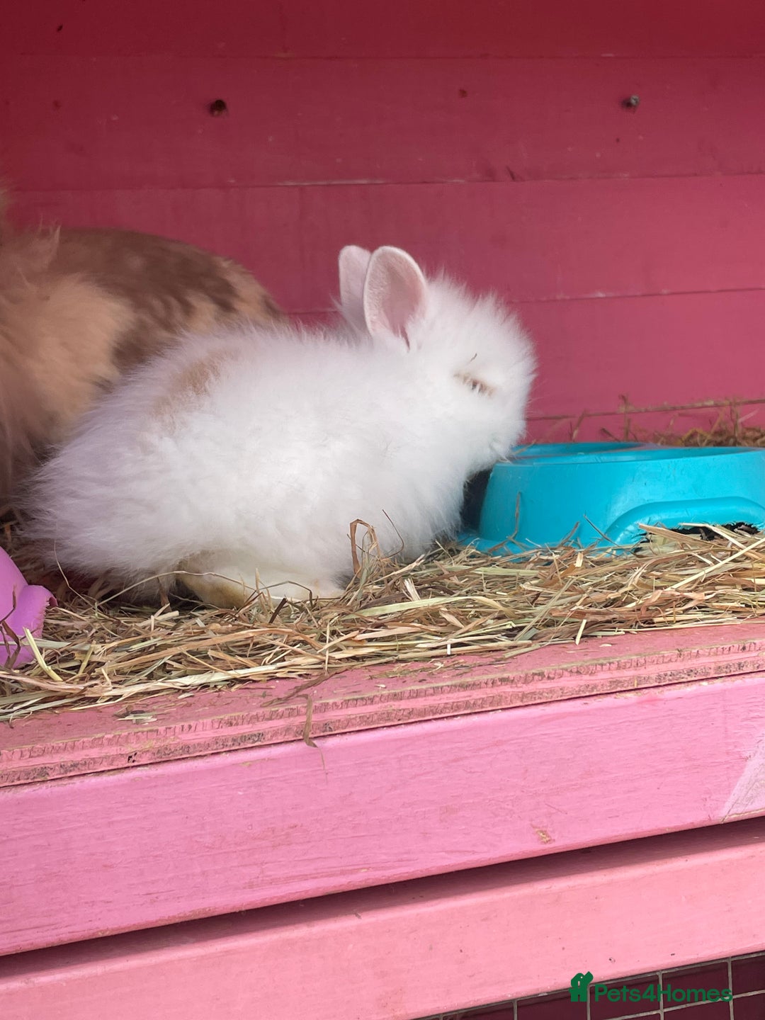 Lionhead rabbits for sale: 2 male left. 6 females  - Image 12