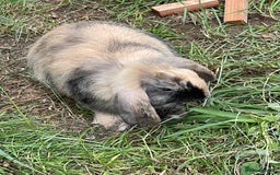 Mini Lop rabbits for sale: 2 mini lop does harlequin  - Image 3