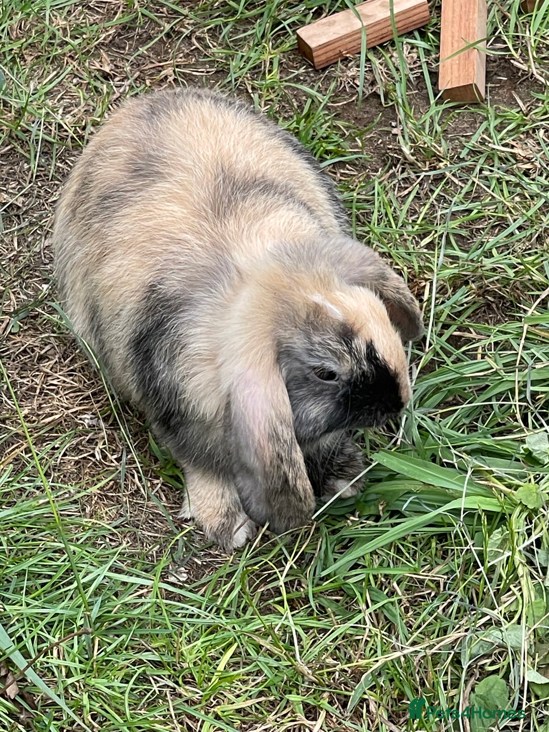 Mini Lop rabbits for sale: 2 mini lop does harlequin  - Image 3