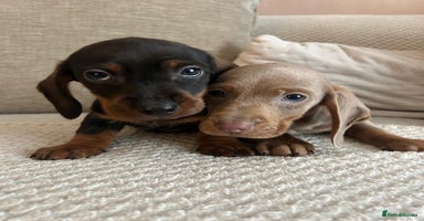 Dachshund dogs - Advert 8