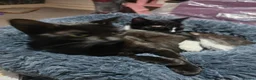 Mixed Breed cats for sale: 2 x female cats (sisters from same litter) in Nuneaton - Advert 3