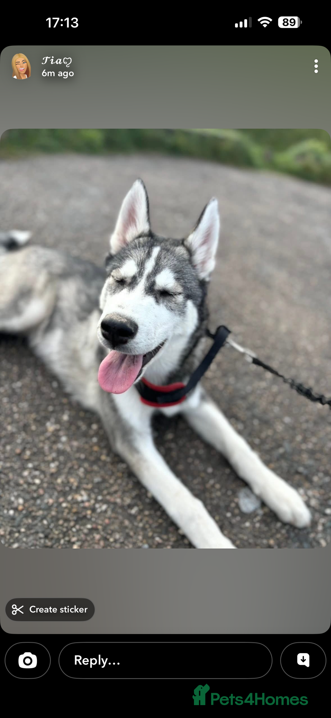 Siberian Husky dogs for sale: Husky  - Advert 5