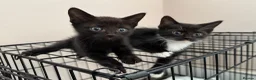 Mixed Breed cats for sale: Kittens READY! Sphynx cross - Advert 6