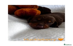 Miniature Dachshund dogs for sale: Miniature Smooth Dachshund Puppies  - Image 3