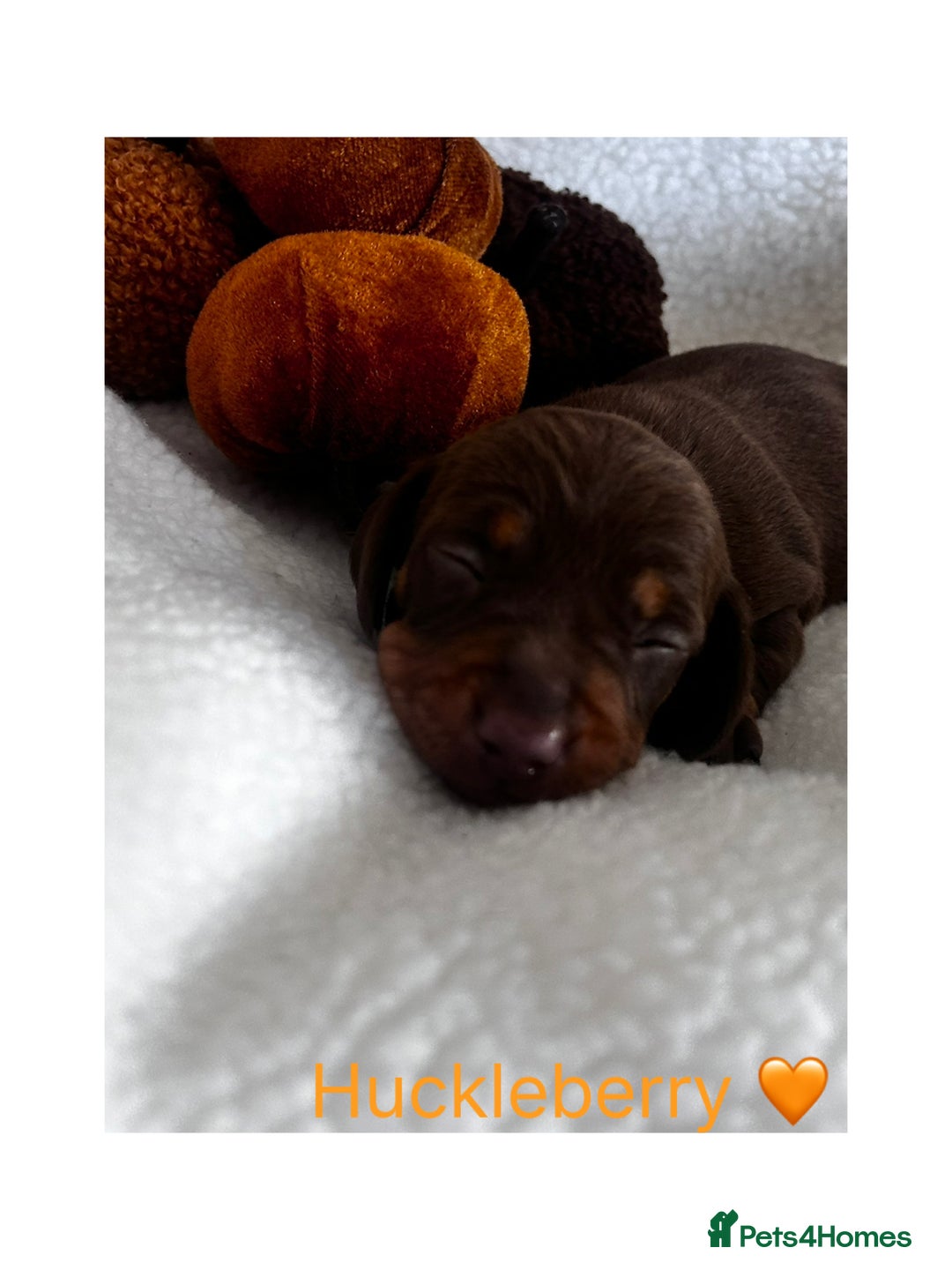 Miniature Dachshund dogs for sale: Miniature Smooth Dachshund Puppies  - Image 3