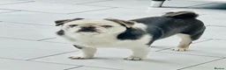 Pug dogs for sale: adult kc lilac tan panda boy with blue eyes  - Advert 9