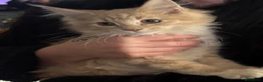 Maine Coon 5