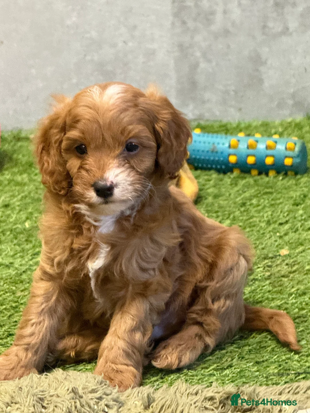 Cavapoo dogs for sale: Fox red cavapoos - Advert 3