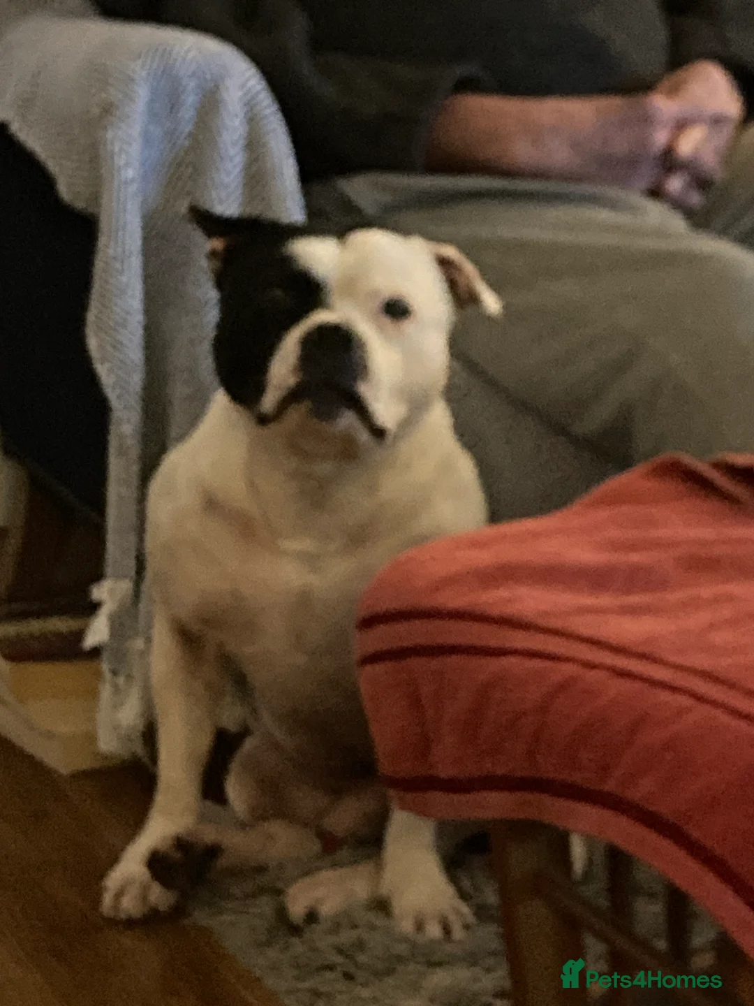 Staffordshire Bull Terrier dogs for stud: Stafforshire for Stud - Advert 2