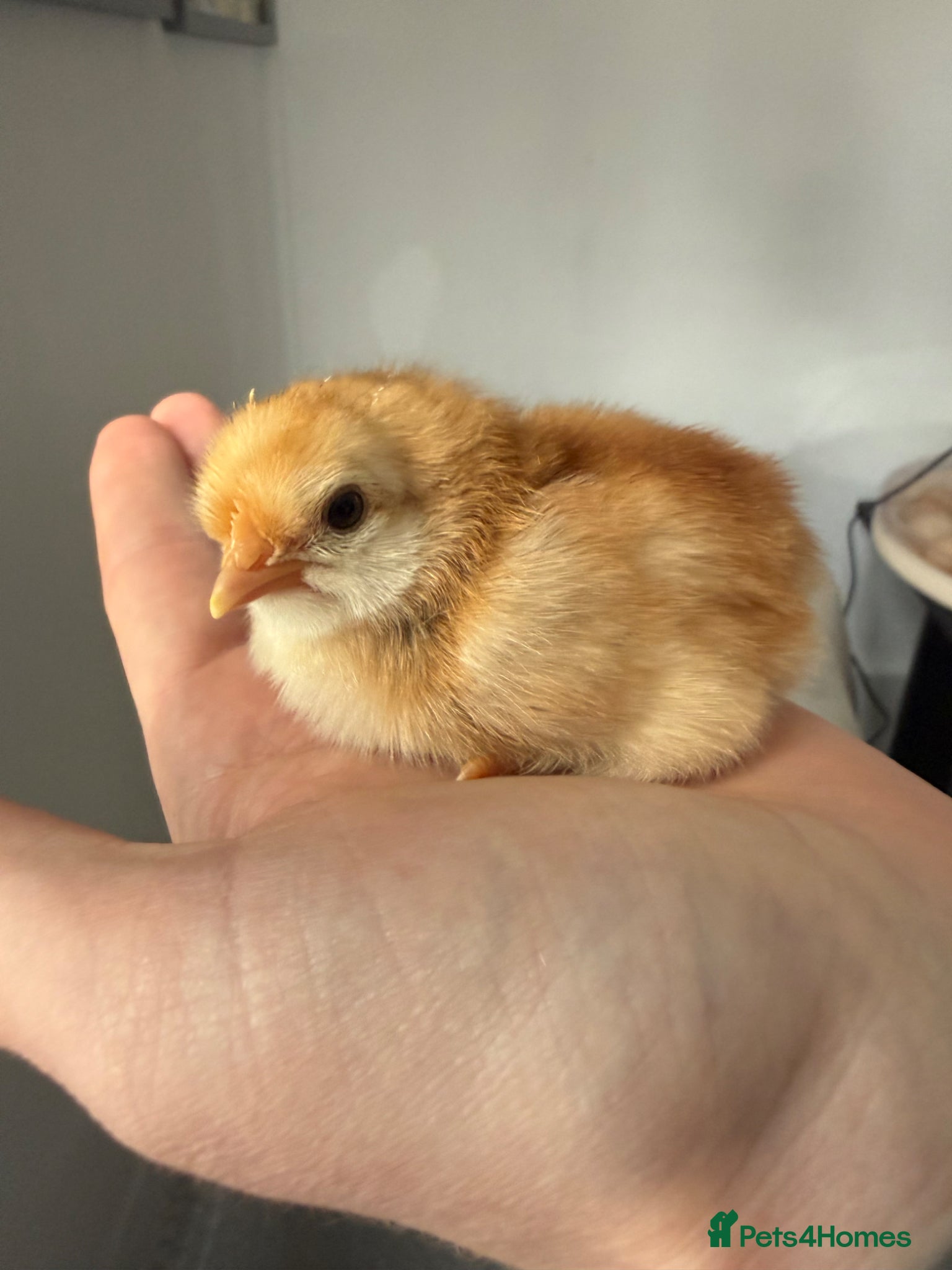 Mixed Breed birds Chicks,duck,quails - real animala-fertilised eggs, - Advert 7