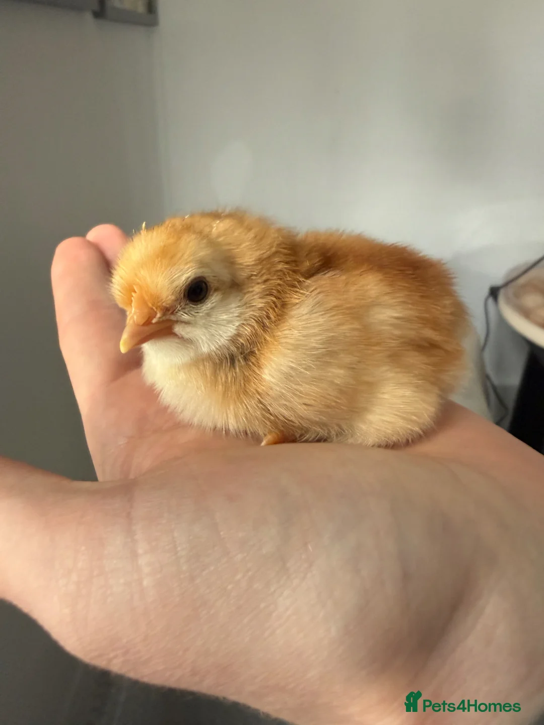 Mixed Breed birds for sale: Chicks,duck,quails - real animala-fertilised eggs, - Advert 1