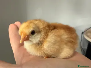 Mixed Breed birds Chicks,duck,quails - real animala-fertilised eggs, - Advert 3