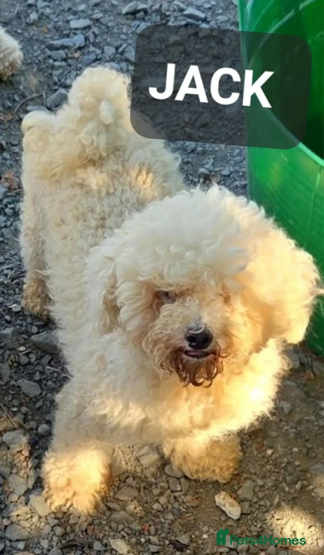 Mini Walk In Rescue Jack & Jill small BIchon for adoption in Nottingham | Pets4Homes