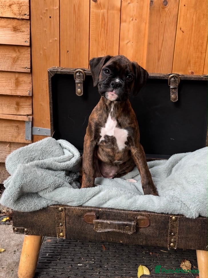 Boxer dogs KC Registered Boxer Puppies - health tested - Advert 1