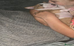 English Bull Terrier dogs for sale: Beautiful girl - Image 9