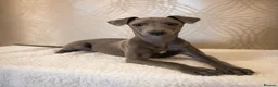 Italian Greyhound dogs for sale: Blue italian whippet ready now  - Advert 4