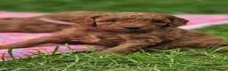 Cavapoo dogs for sale: ❤️Beautiful cavapoo- Ready 16th July ❤️ - Advert 15
