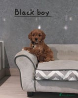 Cavachon dogs - Advert 5