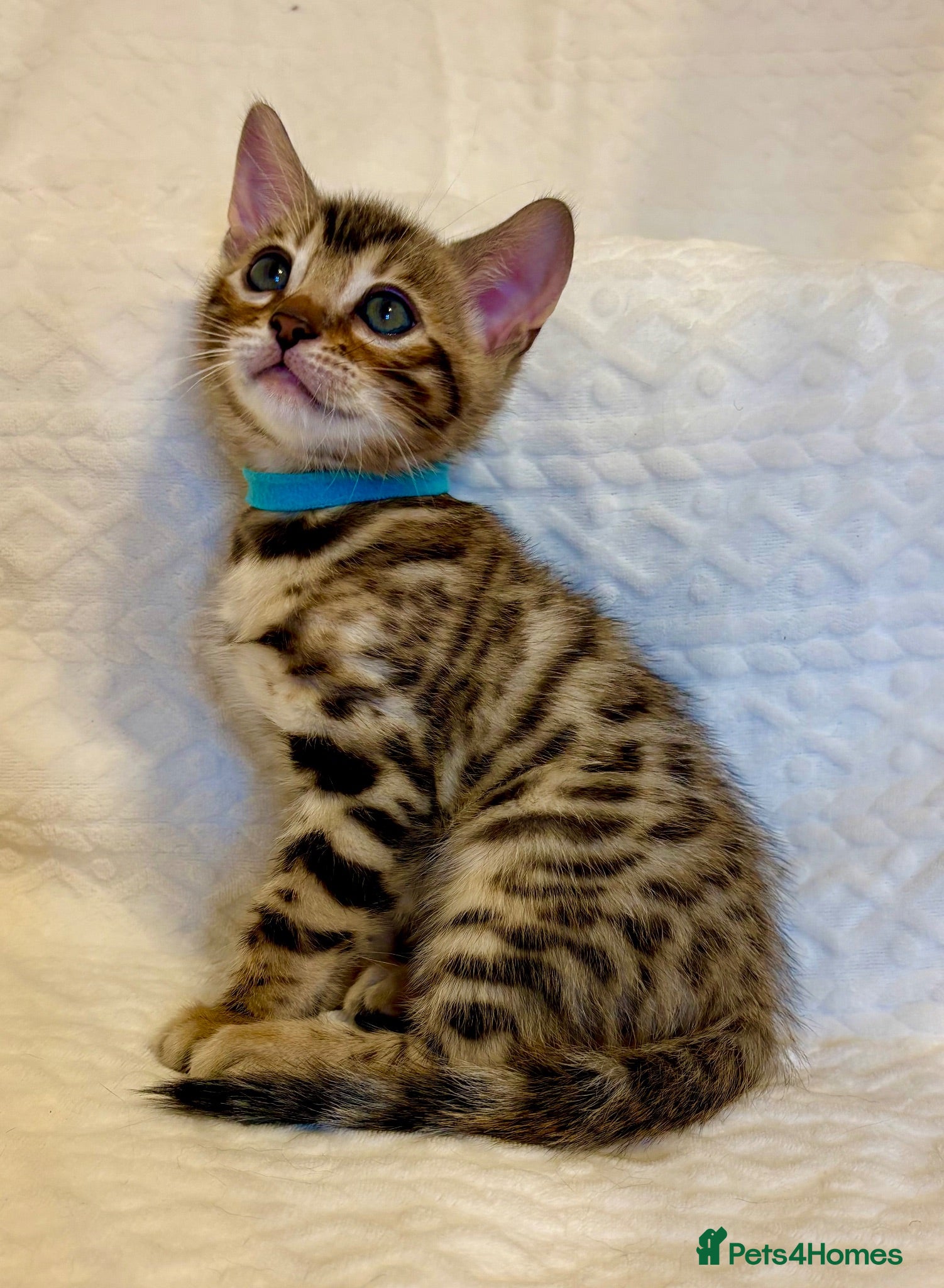 Bengal cats ⭐️ONLY ONE BENGAL KITTEN LEFT!⭐️ - Advert 1