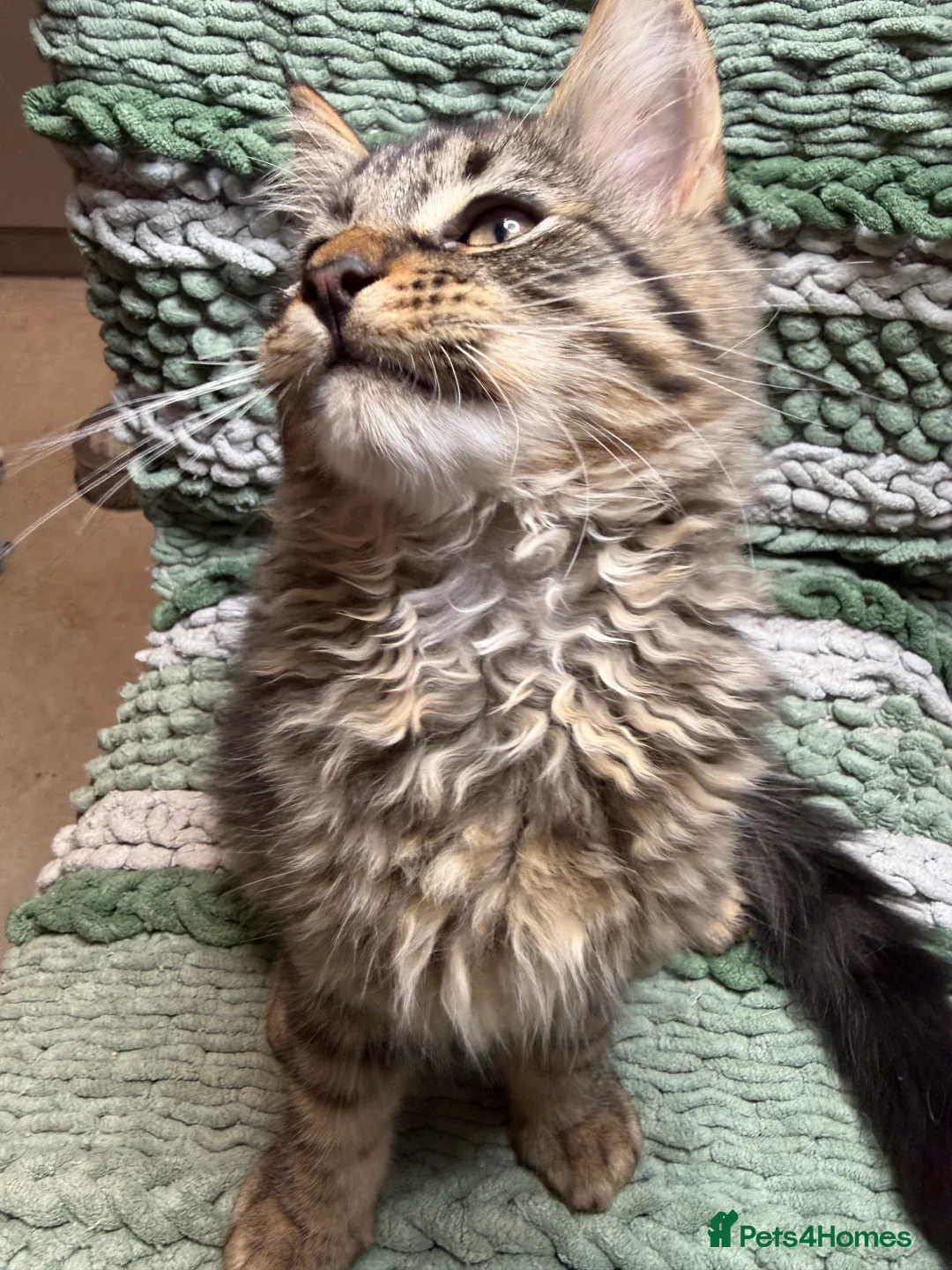 Maine Coon cats for sale: FINAL BOY! Maine Coon Cross Kitten Ready Now!  - Advert 6