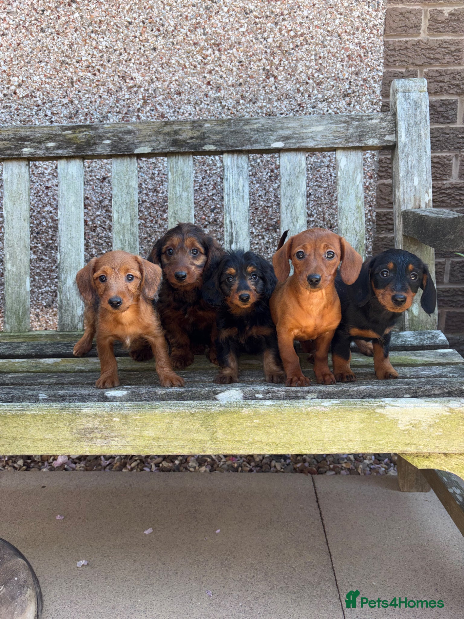 Doxiepoo dogs Doxiepoo Puppies  - Advert 1