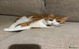 Mixed Breed cats for sale: Cats looking for new loving home  - Image 3