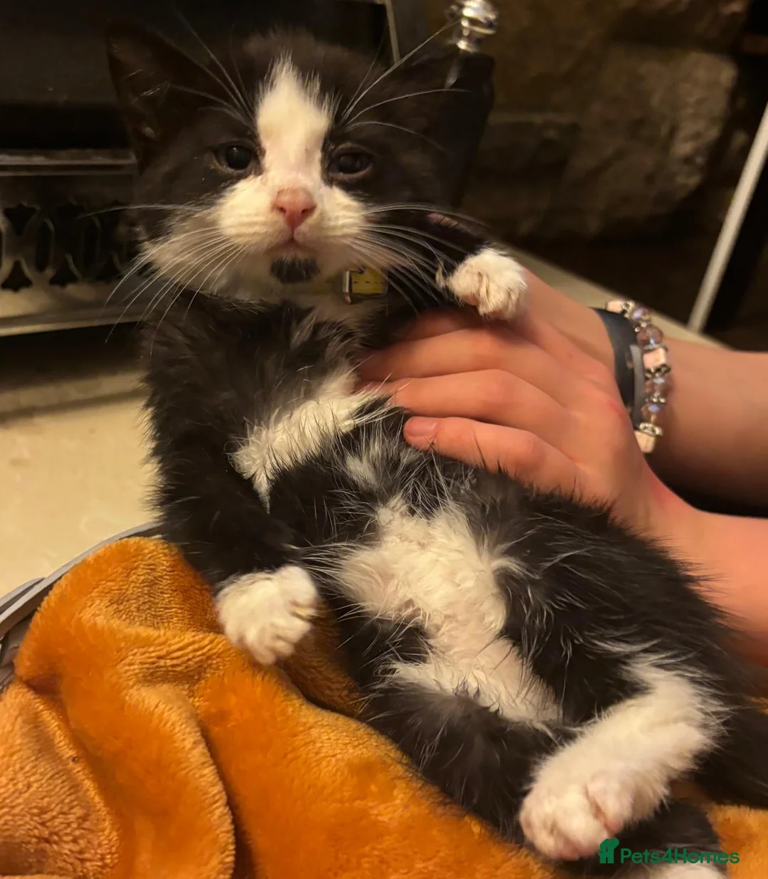 Mixed Breed cats for sale: Beautiful super fluffy mixed breed kittens - Advert 12