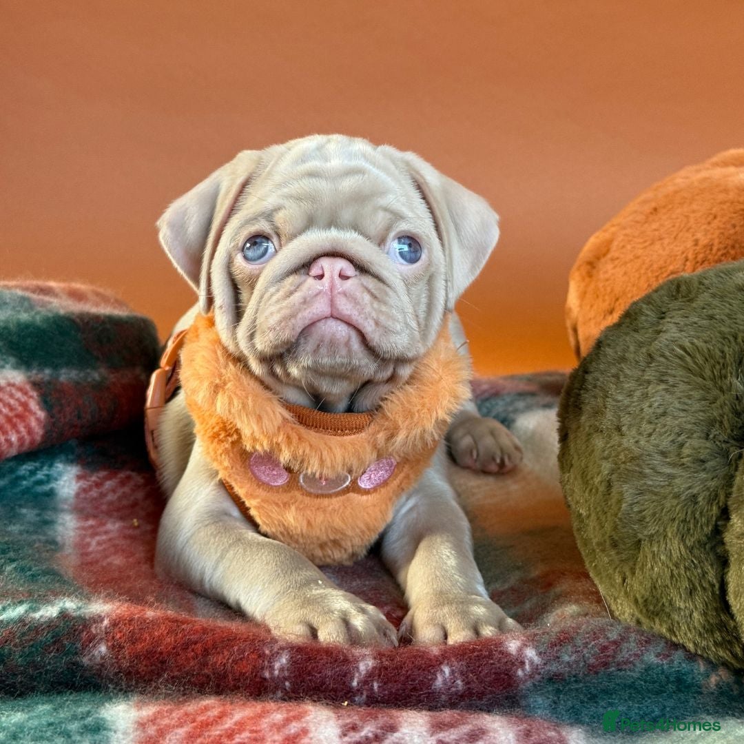 Pug dogs for sale: Pink Pug Puppies Available - Image 2