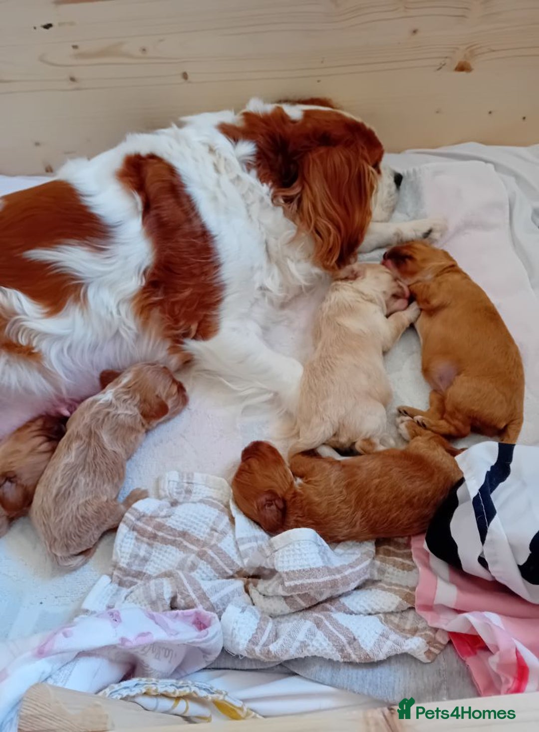 Cavapoo dogs for sale: Toy cavapoo f1 - Image 3