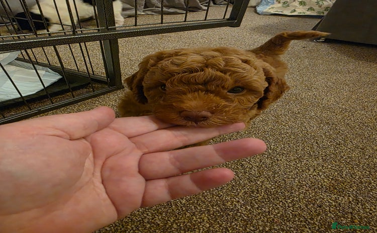 Cockapoo dogs - Advert 15