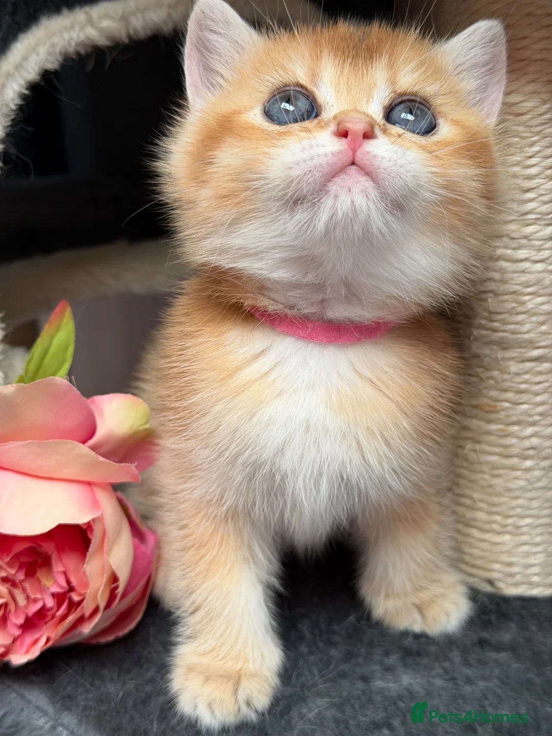 British Shorthair cats for sale: British shorthair blue golden kittens GCy - Advert 35
