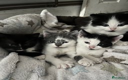 Ragdoll cats for sale: Ragdoll X 4 Beautiful kittens - Image 1