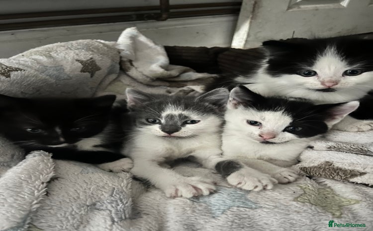 Ragdoll cats - Advert 15