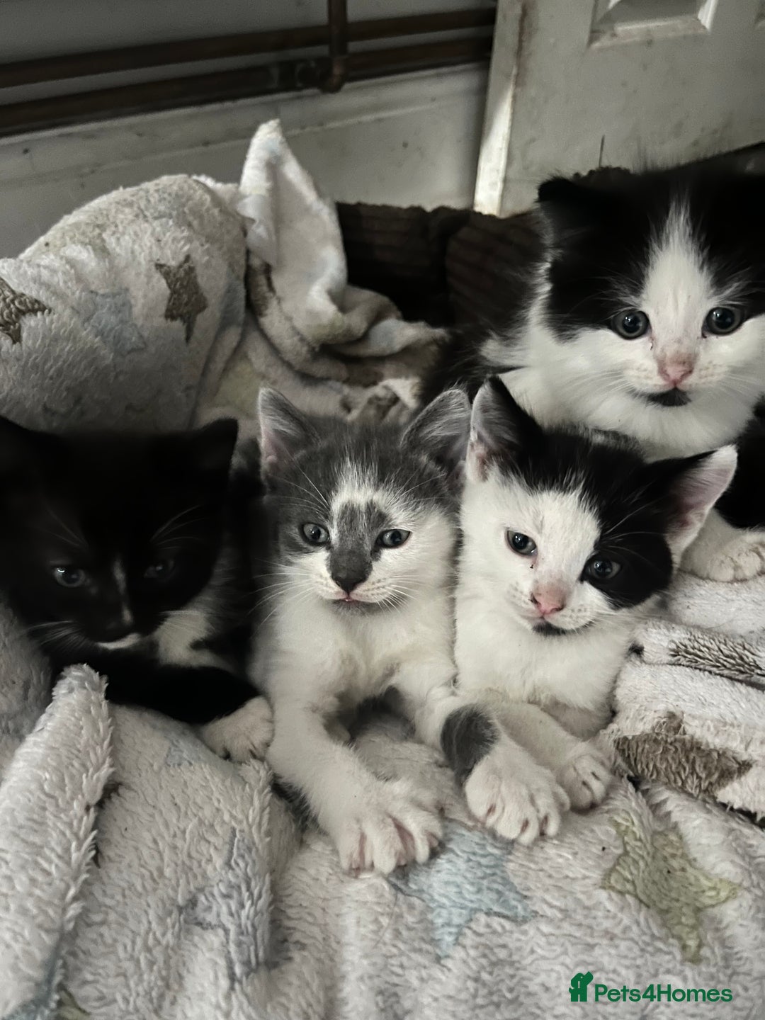 Ragdoll cats for sale: Ragdoll X 4 Beautiful kittens - Image 1
