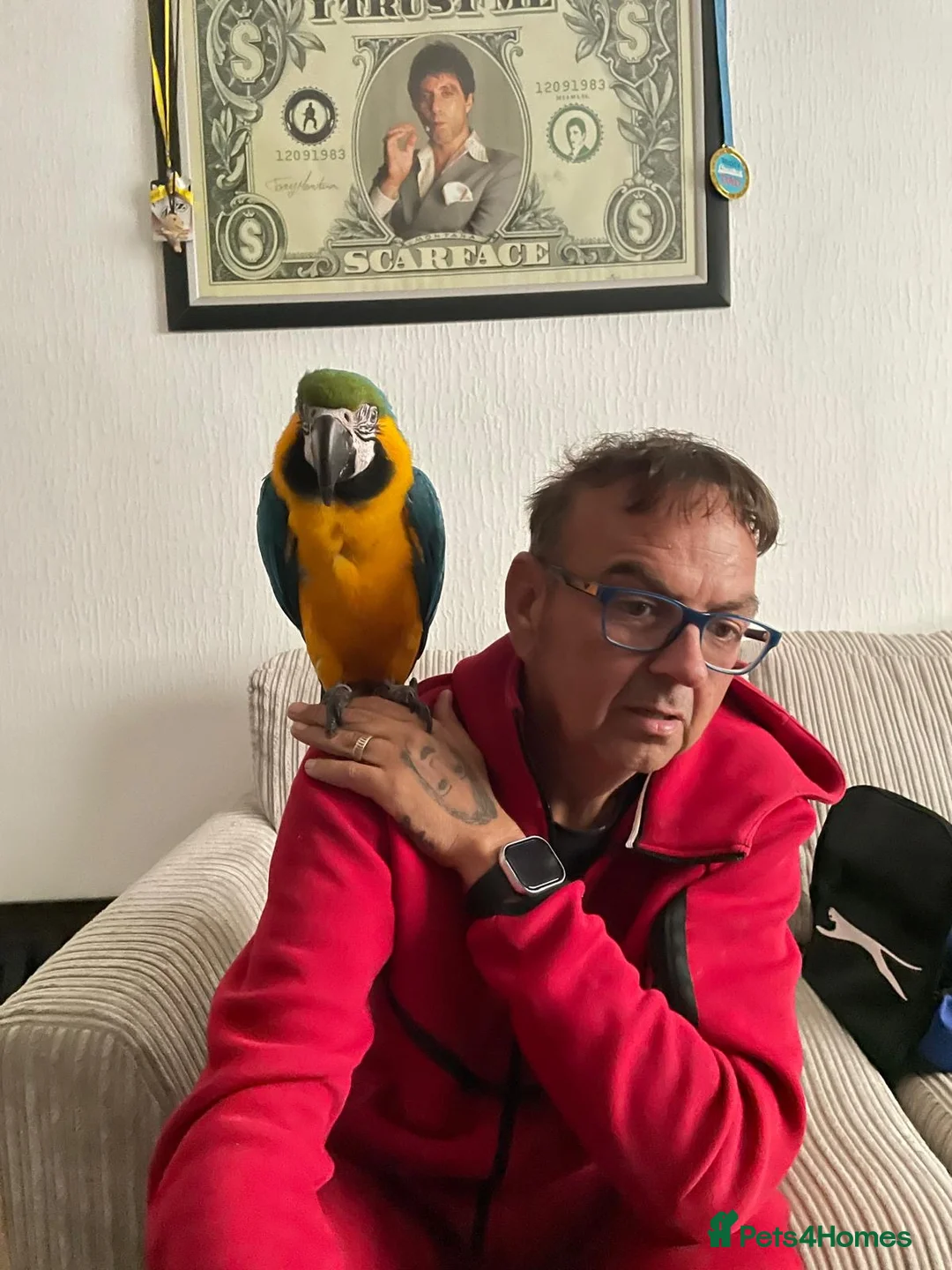 Macaws birds for sale: Macaw parrot  - Advert 4