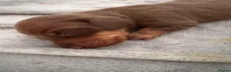 Miniature Dachshund dogs for sale: Choc n tan miniature dachshunds  - Advert 9