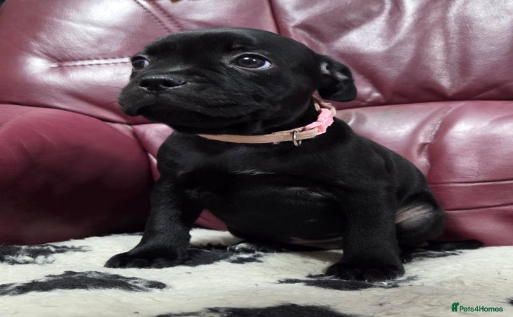 Staffordshire Bull Terrier dogs - Advert 1