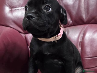 Staffordshire Bull Terrier dogs - Advert 12