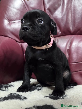 Staffordshire Bull Terrier dogs - Advert 3