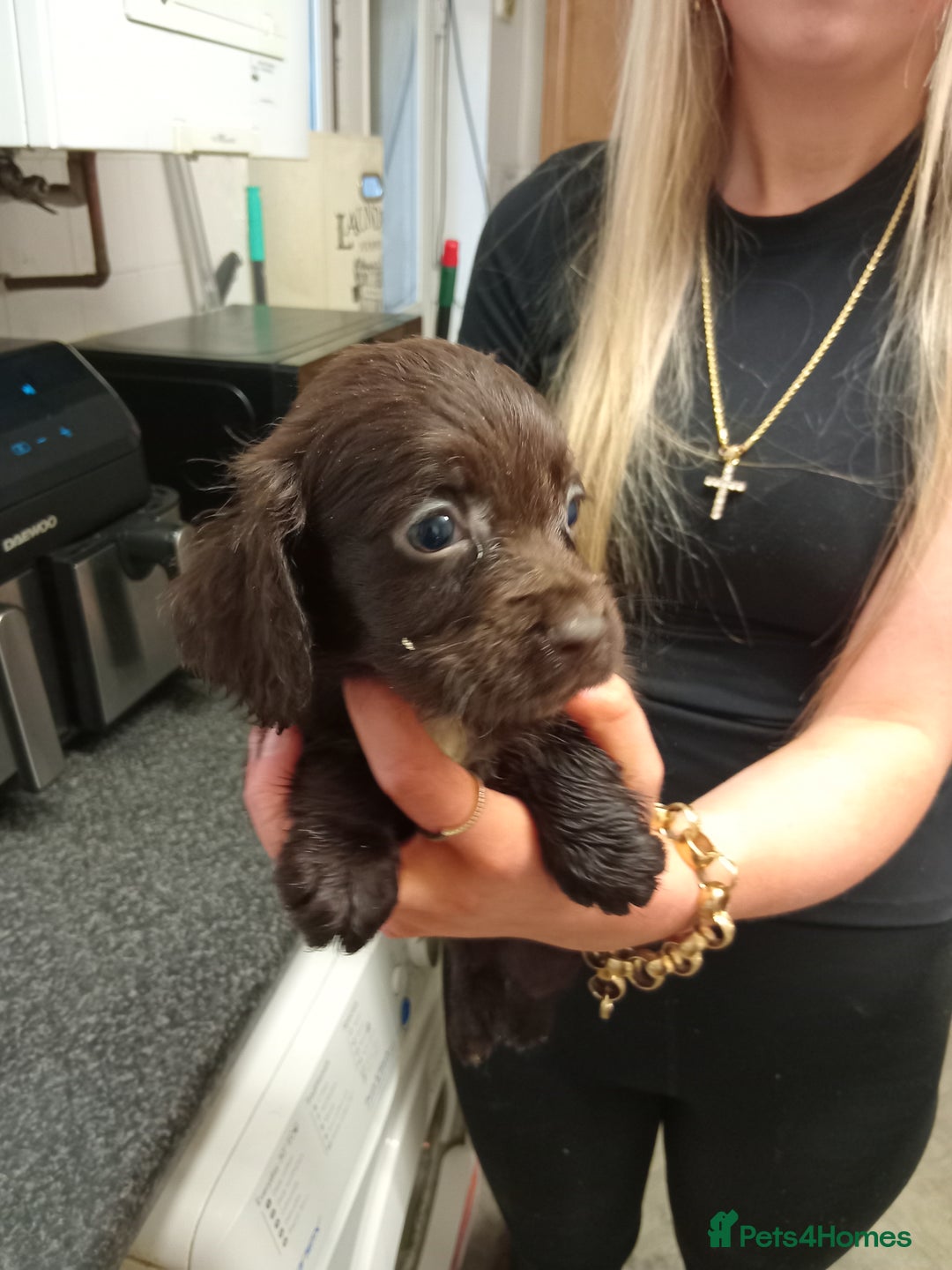 Cocker Spaniel dogs for sale: Cocker spaniel puppies  - Advert 5