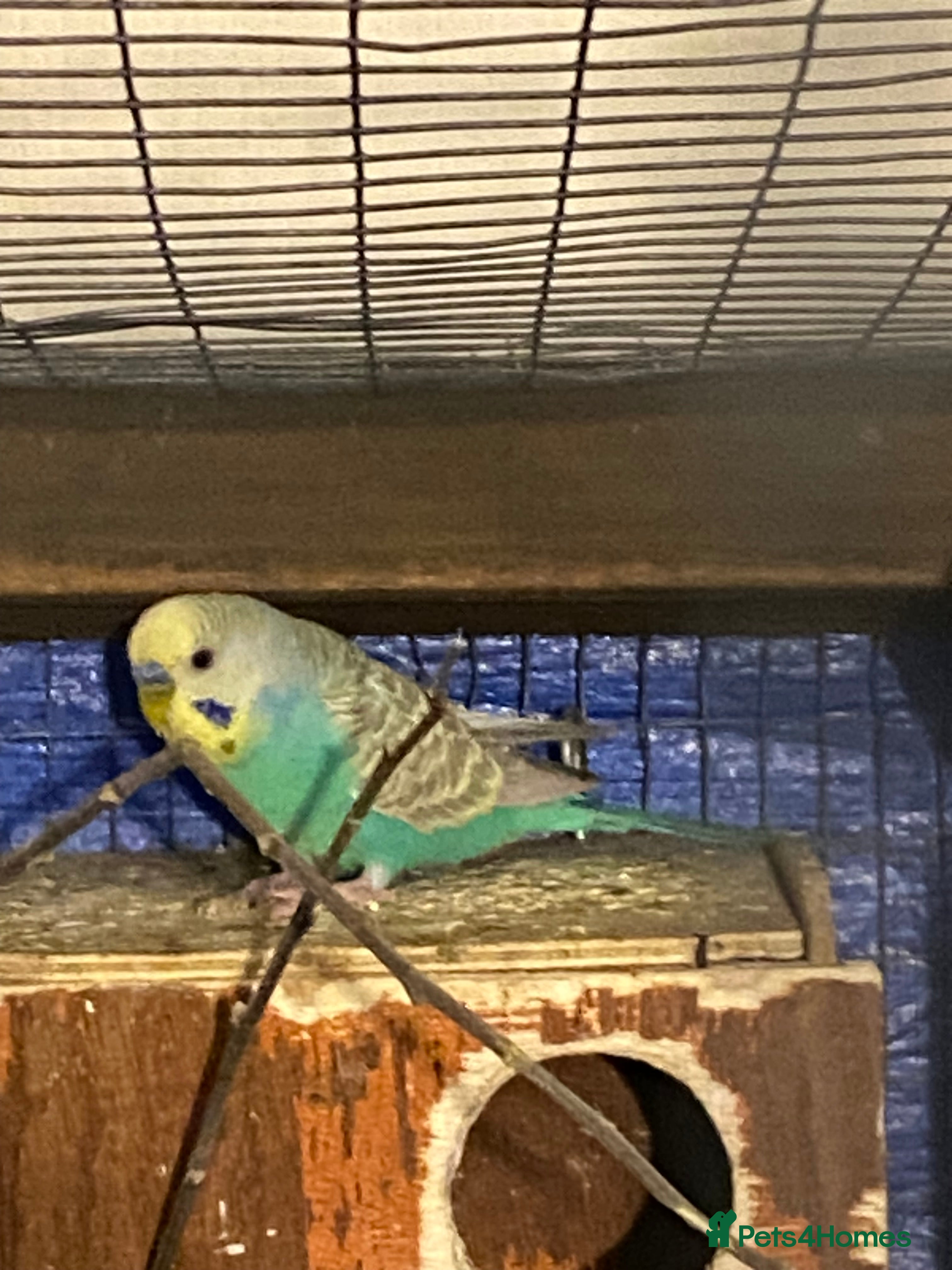 Budgerigars birds 3 boy budgies for sale  - Advert 1