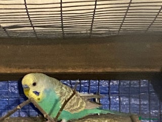 Budgerigars birds 3 boy budgies for sale - Advert 1