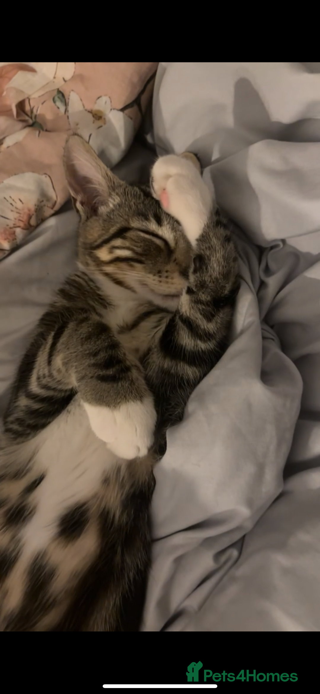 Domestic Shorthair cats for sale: Male Kitten - very cuddly and friendly  - Image 1