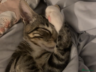 Domestic Shorthair cats - Advert 2