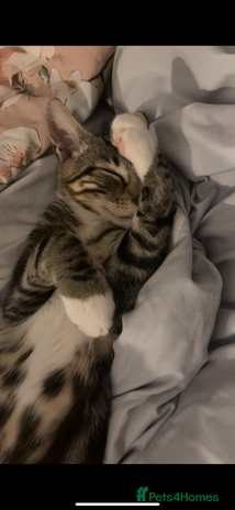 Domestic Shorthair cats - Advert 2