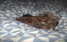 Chiweenie dogs for sale: Chweenies  - Image 10