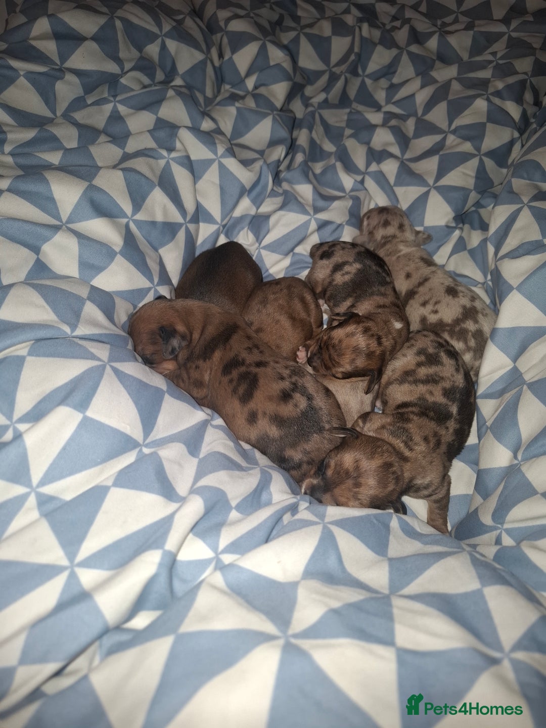Chiweenie dogs for sale: Chweenies  - Image 10