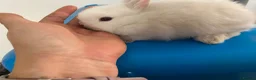Netherland Dwarf rabbits for sale: Beautiful Netherland Dwarf babies  - Advert 8