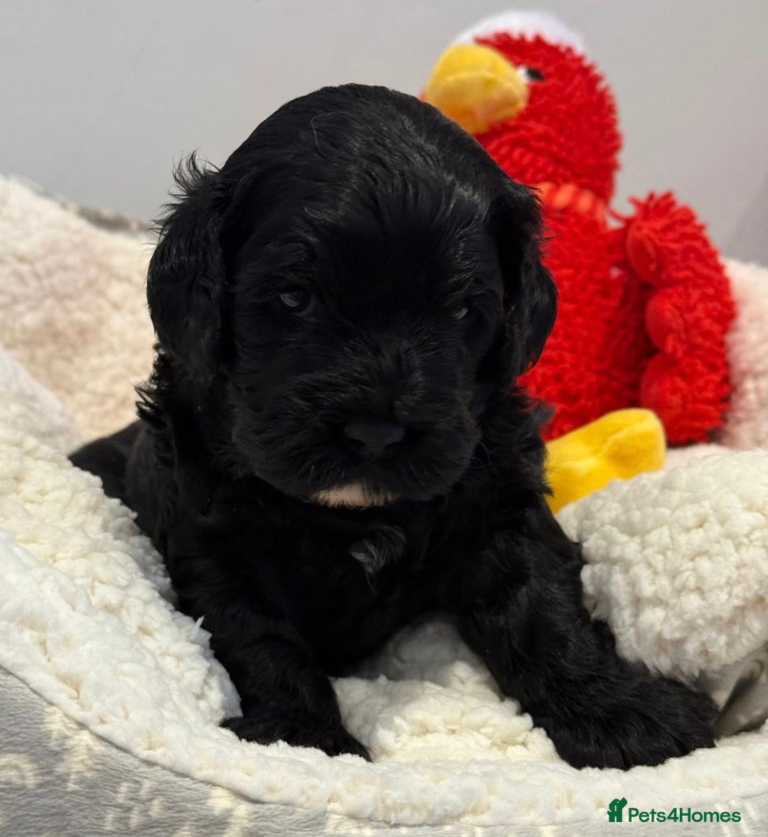 Cavapoo dogs for sale: Black Cavapoo F1 girl available 🐾👸 - Advert 8
